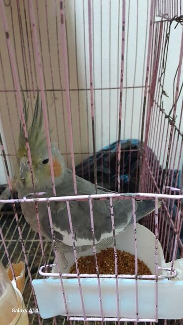 Gəmiricilər: Tutuquşu – boz-ağ bədən rəngi, sarı baş və yanaqlarda narıncı — 4