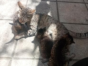 Pişiklər: Tabbi, Dişi, Yaxşı əllərə, Ünvandan götürmə — 5