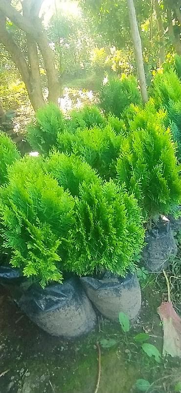 ağ kala: Limon şam ağacı– dekorativ iynəyarpaqlı Lelandra Sekas Finik Tuya — 4