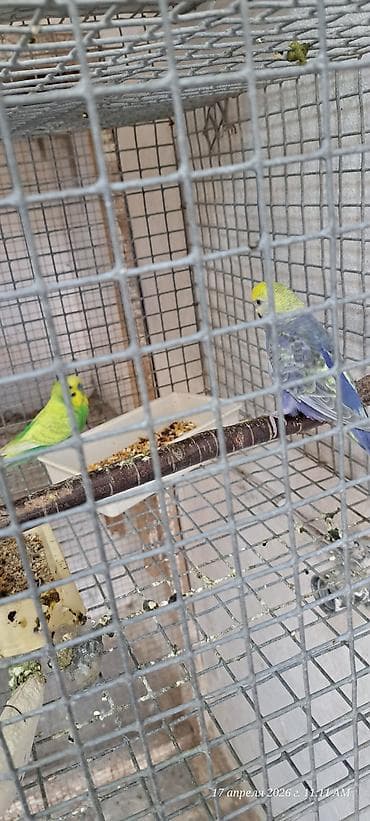 pulsuz heyvanlar verilir: Erkey maya satilir. Bala almamışam, vatcap bu nömrədə yoxdu — 2