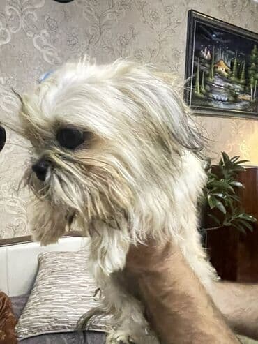 i̇tlər afcarka: Shi-tsu, 7 ay, Dişi — 1