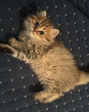 pişiyler: Britan, Yaxşı əllərə — 6