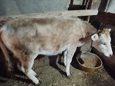 Danalar satilir 90 kq usdu etleei var. tecili satilir mallar Gilezide