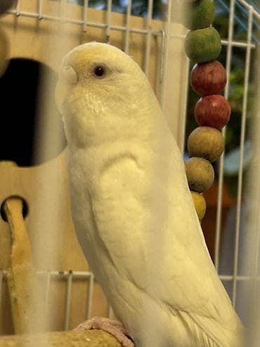 tutuquş: Budaqlar və qəfəs dəsti ilə dalğalı tutuquşular (ağ, yaşıl-sarı və — 3