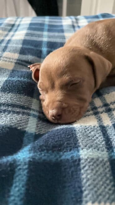 щенок в хорошие руки: 1 месяц — 4