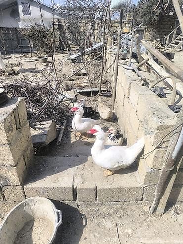 Quşlar: Muscovy ördəkləri (indo-ördəklər) – müxtəlif rənglərdə Təsvir: - — 2