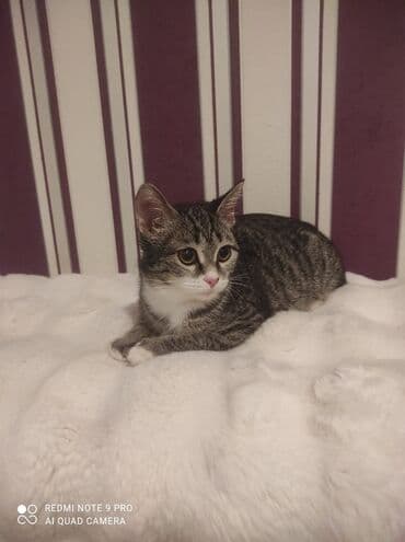 русская голубая кошка цена: Табби, В добрые руки — 7