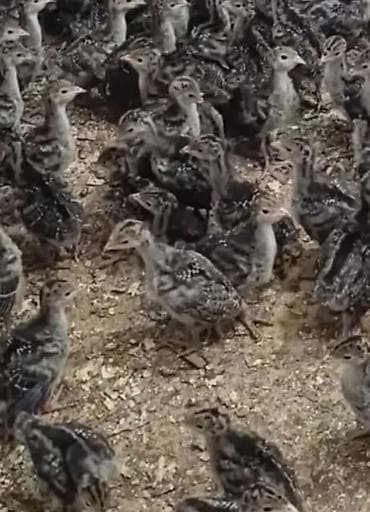 hindüşka: Hinduşka cücələri, Ətlik — 3