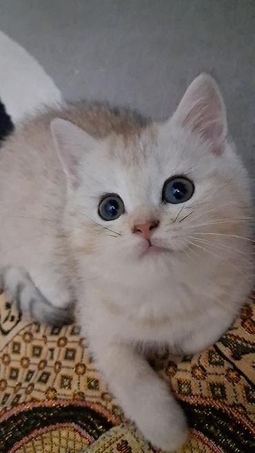 Qızıl şinşilla, Dişi, Yaxşı əllərə, Ünvandan götürmə, Ödənişli çatdırılma lalafo.az -da Qızıl şinşilla, Dişi, Yaxşı əllərə, Ünvandan götürmə, Ödənişli çatdırılma