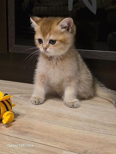 golden pişik: Şotland — 5