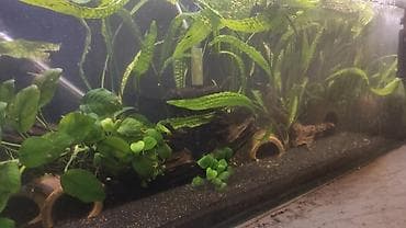 gence akvarium: Balıqlarla birlikdə, 130 l, Ünvandan götürmə — 2