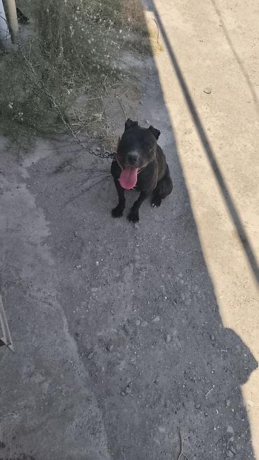 şpitz it: Pitbul — 4