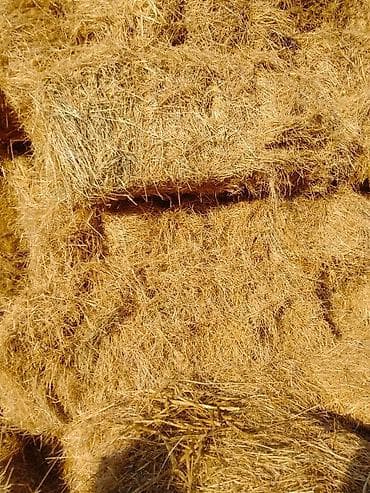 qala cinsi qoyun satilir: Birinci bicim ot — 3