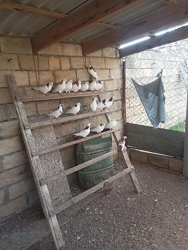 şirin it sekilleri: Qirmizi boynu güllü, sarı boynu güllü quşlar satılır cütü 30 azn — 1