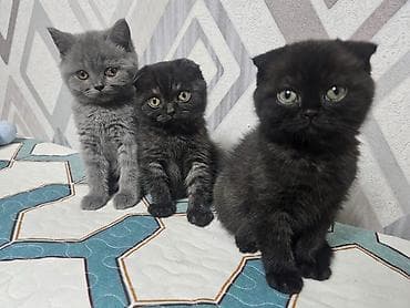 кошки в добрые руки: Шотладская вислоухая, Самка, В добрые руки, Самовывоз, Платная доставка — 1