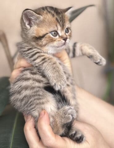 kirpi heyvan: Şotland — 6