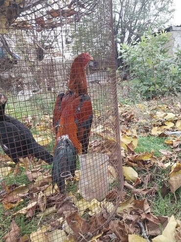 cuce ve xoruz temsili: Toyuq, Damazlıq — 3