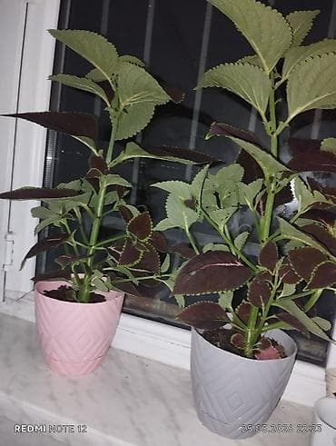 xolikan bitkisi: Kolyoz (Coleus) dekorativ yarpaqlı otaq bitkisi – qablarda şitillər və — 2