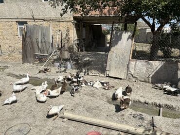 ruan ordək: Salam,60 dənə qalıb 18 dənəsi böyükdü,qalanları 3 4 aylıq — 2