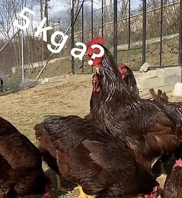 tap.az toyuqlar: Məhsul: Qəhvəyi rəngli kənd toyuqları (təmiz cins ət-yumurta — 1
