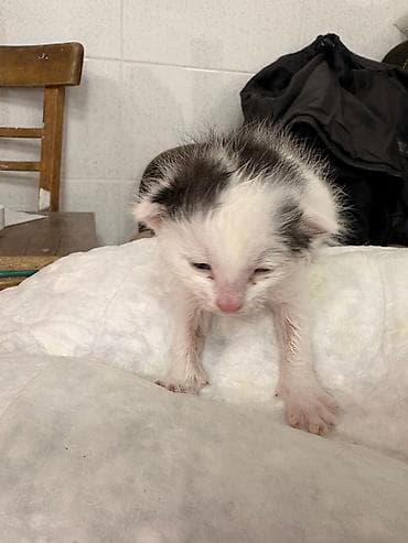 bala pisik adlari: Erkək, Yaxşı əllərə — 5