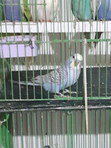 Yetiskin erkekdi Təsvir: - Rəng: Açıq mavi bədən, ağ baş, kürək və