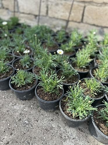 panel plastik: Papatya Ag ve qirmizi rengleri mövcuddu - Bitki: Qırxbuğumvari — 3