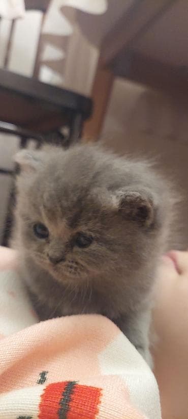 bala tutuquşu: Şotland — 3