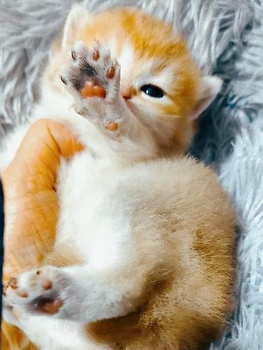 Zərif və mehriban balaca pişik balası - Rəng: zəncəfil-avtom