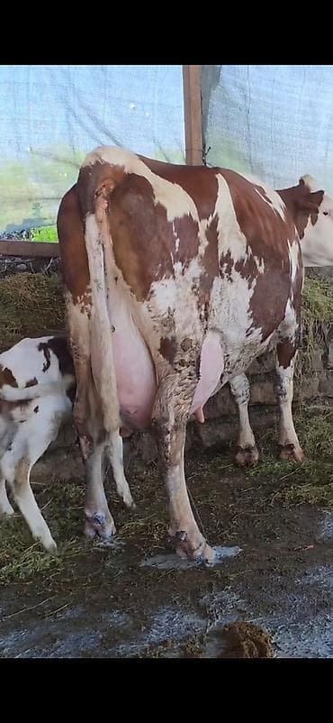 ineklər: Simental inek inci balasi erkək 4 gunluk bala ile 38.40 lt sudu var — 1