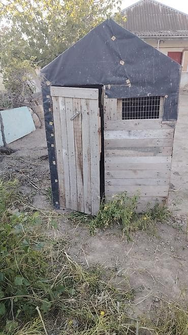 Другие животные: Satılır quşxana ünva: saray Nömrə:0773268150 taxdada dır çürüyü — 1