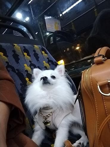 itler tap az: Şpitz, 3 il, Dişi, Peyvəndli, Ünvandan götürmə — 7