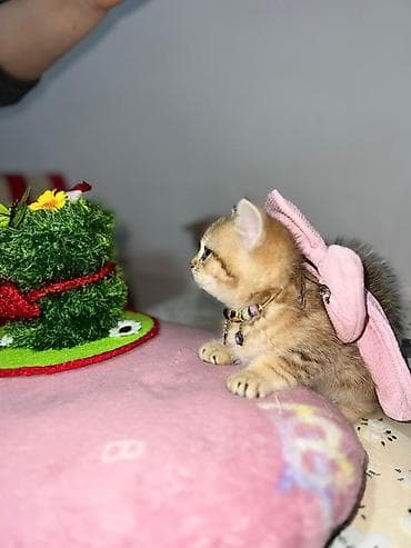 pişik pulsuz: Britan — 5