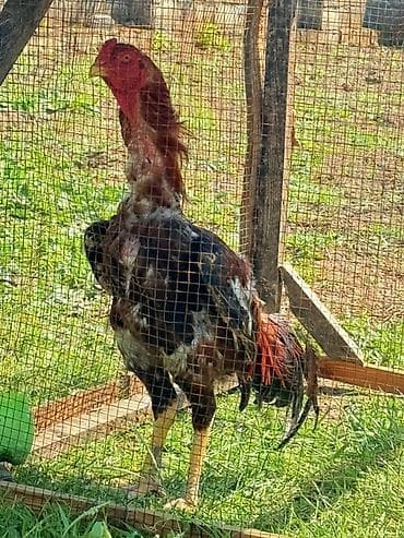 ev quşları haqqında melumat: Aseel (Asil) cinsli xoruz - Uzun, qalın boyunlu, güclü skelet — 2