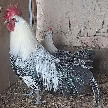turac quş: Brekell. 1 Cüt. Sağlam Cavan Heyvanlardı. Qiymət Söhbəti Etməsin heç — 3