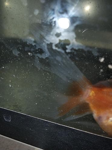 en yaxsi bugda sortu: Qızıl balıq, Sülhsevər — 3