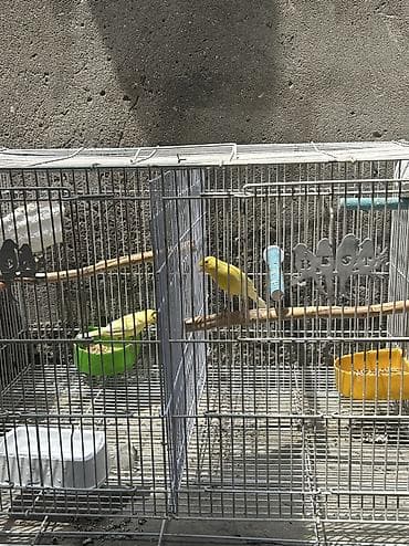 pit bul: Bülbül Kanarya quşları cütdülər erkəy oxuyur qızğın quşlardır kim — 7