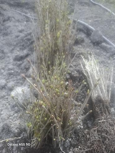 heserat yeyen bitki: Məhsul: Açıq köklü meyvə ağacı tingləri (şitillər) Təsvir: - Açıq — 6