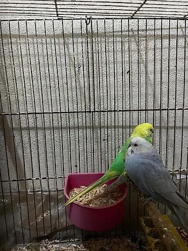 tutuqus: Rainbov tutuqusular satilir. Tam saqlam ve aktiv — 5