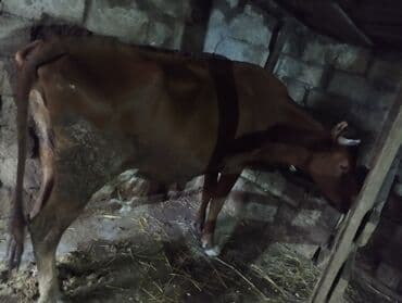 dana satişi: Damazlıq maldi 3cu qarindi 1aydi keliye gəlib yani balali satılır pul — 3