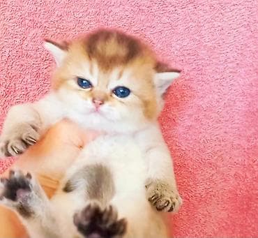 shotland pisik: Britan, Erkək, Dişi, Yaxşı əllərə, Ünvandan götürmə — 3