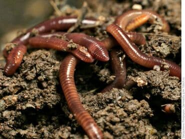 ov ucun fanar: Soxulcan baliq ovu ucun. Qurd baliq ovu ucun. Biohumus (gubresi) — 1