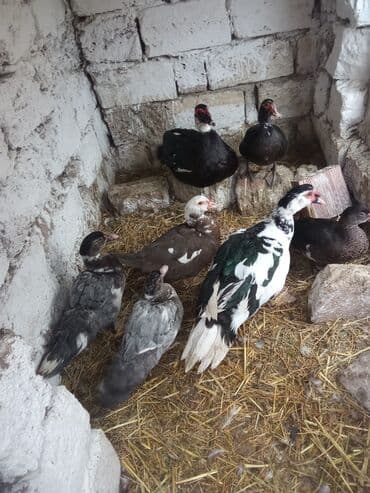 Akvariumlar: Lal ordey satlir cavandi 2erkey 2disi 3dene 5 ayliq hopdum 120 manat — 1