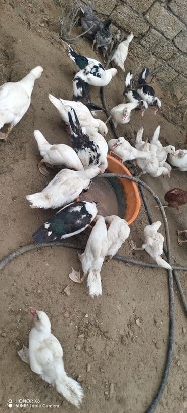 zumrud ordək: Məhsul: Muskovi (Hind) ördəkləri – müxtəlif rənglərdə sürü Təsvir: - — 15