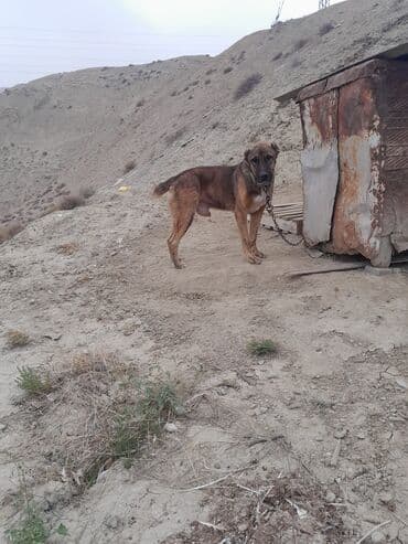 maraqli it adlari: İri cüssəli, qısa tüklü, tünd qəhvəyi rəng çalarlarında it. Boy ölçüsü — 6