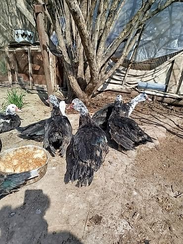 Quşlar: Salam lal ördəklər satilir dəyərinən cox asaga disili ərkeyli heckim — 7