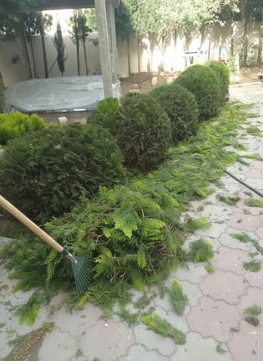 temizlik işi axtariram: Bağban xidməti qazon biçmək ağacların biçilməsi budanması — 1