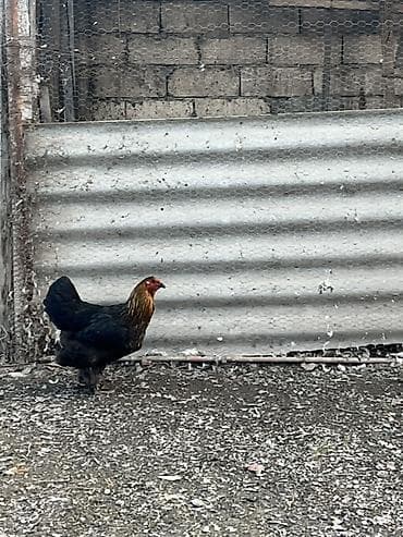 Digər heyvanlar: Toyuq, Brama, Damazlıq — 4