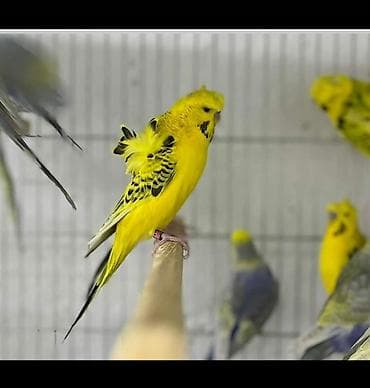 əbabil quşunun qiyməti: Yaponic cütü 70 azn — 5