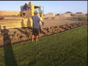 jasmin ağacı: Qazon si̇fari̇şi̇ həyət və villalar ücün yüksək kefiyətli qazon — 3